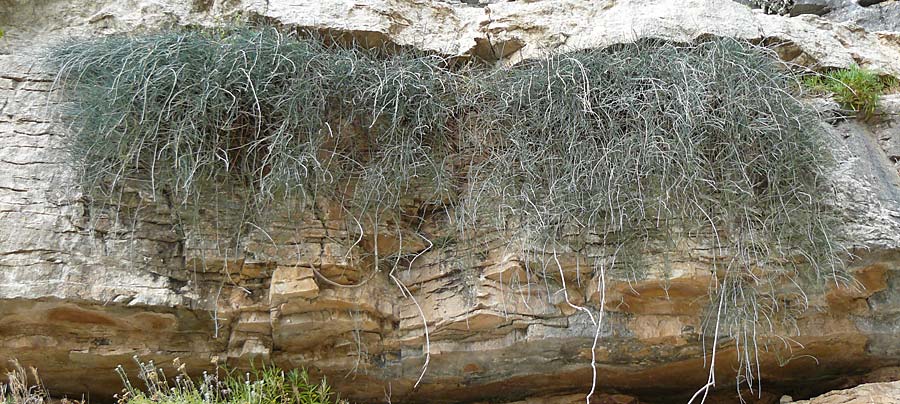 Ephedra foeminea / Leafless Joint Pine, Rhodos Attaviros 24.3.2023