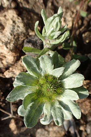 Filago pygmaea \ Zwerg-Edelwei, Rhodos Lahania 3.4.2019