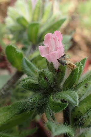 Echium parviflorum \ Kleinbltiger Natternkopf / Small Flowered Bugloss, Rhodos Kallithea Terme 4.4.2019