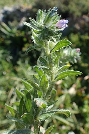 Echium parviflorum \ Kleinbltiger Natternkopf / Small Flowered Bugloss, Rhodos Lindos 20.3.2023