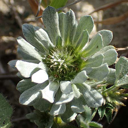 Filago pygmaea / Pygmy Cudweed, Rhodos Apolakkia 25.3.2023