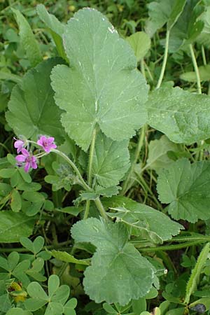 Erodium chium \ Chios-Reiherschnabel / Chios Stork's-Bill, Rhodos Archangelos 17.3.2023