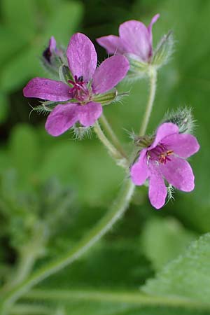 Erodium chium \ Chios-Reiherschnabel / Chios Stork's-Bill, Rhodos Archangelos 17.3.2023