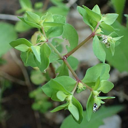 Euphorbia peplus \ Garten-Wolfsmilch / Petty Spurge, Rhodos Profitis Ilias 2.4.2019