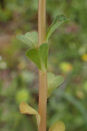 Euphorbia helioscopia subsp. helioscopioides / Small Sun Spurge, Rhodos Profilia 5.4.2019