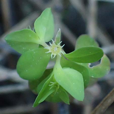 Euphorbia peplus \ Garten-Wolfsmilch / Petty Spurge, Rhodos Laerma 19.3.2023