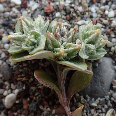 Filago aegaea \ gisches Filzkraut / Aegean Cudweed, Rhodos Apolakkia 3.4.2019