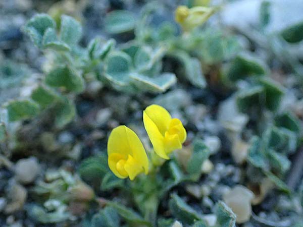 Medicago marina / Sea Medick, Rhodos Haraki 15.3.2023