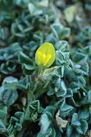 Medicago marina \ Strand-Schneckenklee / Sea Medick, Rhodos Haraki 15.3.2023