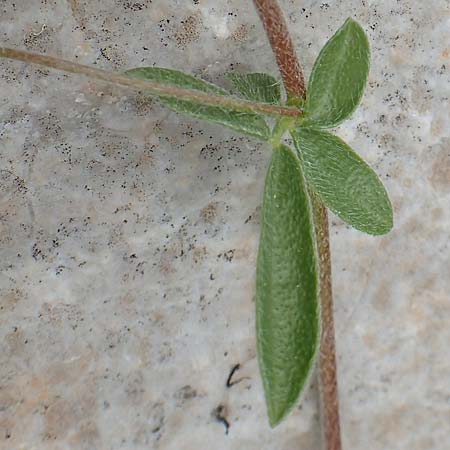 Hymenocarpos circinnatus \ Pfennig-Klee, Rhodos Tsambika 30.3.2019