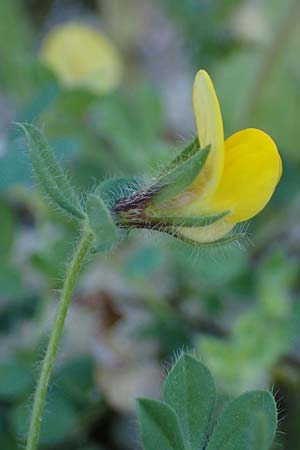 Lotus edulis \ Essbarer Hornklee / Edible Bird's-Foot Trefoil, Rhodos Lindos 20.3.2023