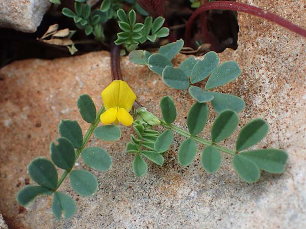 Hippocrepis unisiliquosa / One-Flowered Horseshoe Vetch, Rhodos Akramitis 21.3.2023