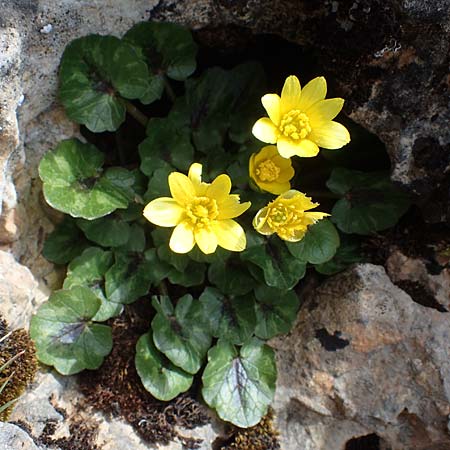 Ficaria chrysocephala \ Goldschopf-Scharbockskraut / Eastern Fig Buttercup, Rhodos Attaviros 23.3.2023