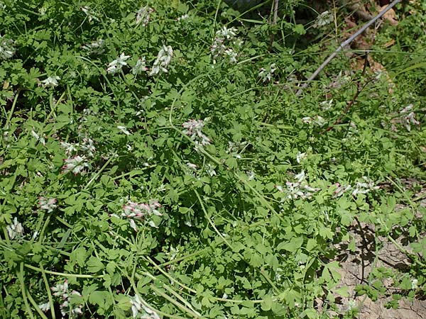 Fumaria capreolata \ Rankender Erdrauch / White Ramping Fumitory, Rhodos City 28.3.2023