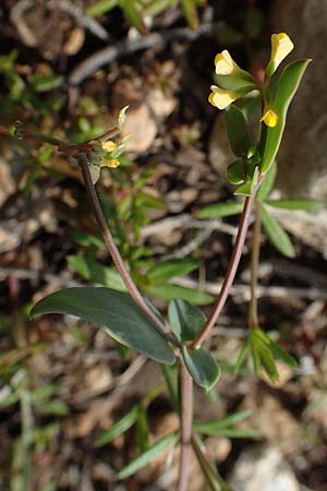 Coronilla scorpioides \ Skorpions-Kronwicke / Annual Scorpion Vetch, Rhodos Prasonisi 1.4.2019