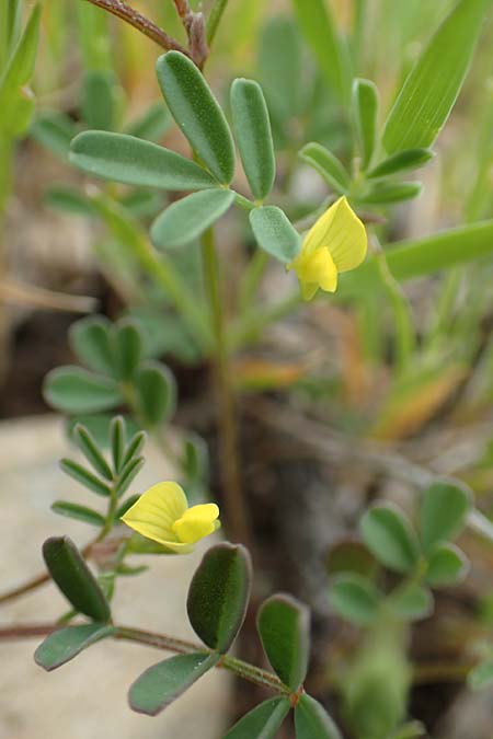 Hippocrepis unisiliquosa \ Einhlsiger Hufeisenklee, Rhodos Prasonisi 1.4.2019