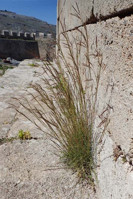 Hyparrhenia hirta / Thatching Grass, Coolatai Grass, Rhodos Lindos 20.3.2023