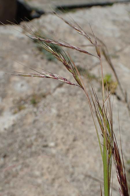 Hyparrhenia hirta / Thatching Grass, Coolatai Grass, Rhodos Lindos 20.3.2023