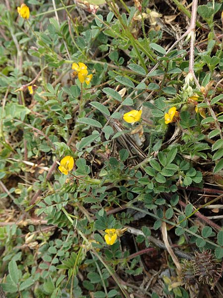 Hippocrepis unisiliquosa ? \ Einhlsiger Hufeisenklee, Rhodos Laerma 3.4.2019