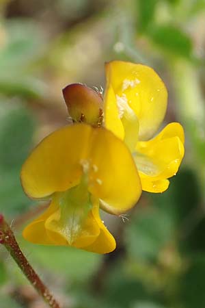 Hippocrepis unisiliquosa ? \ Einhlsiger Hufeisenklee / One-Flowered Horseshoe Vetch, Rhodos Laerma 3.4.2019