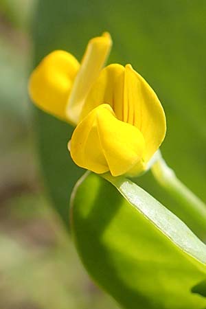 Coronilla scorpioides \ Skorpions-Kronwicke / Annual Scorpion Vetch, Rhodos Lahania 3.4.2019