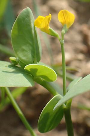 Coronilla scorpioides \ Skorpions-Kronwicke, Rhodos Lahania 3.4.2019