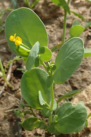 Coronilla scorpioides \ Skorpions-Kronwicke / Annual Scorpion Vetch, Rhodos Lahania 3.4.2019