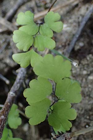 Adiantum capillus-veneris \ Venushaar, Echter Frauenhaar-Farn, Rhodos Archangelos 17.3.2023