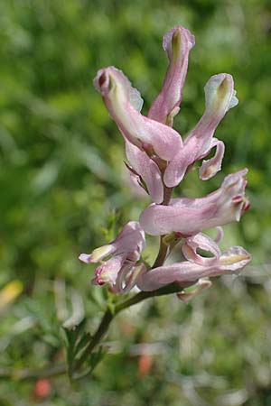 Fumaria macrocarpa \ Grofrchtiger Erdrauch / Large-Fruited Fumitory, Rhodos Archangelos 17.3.2023