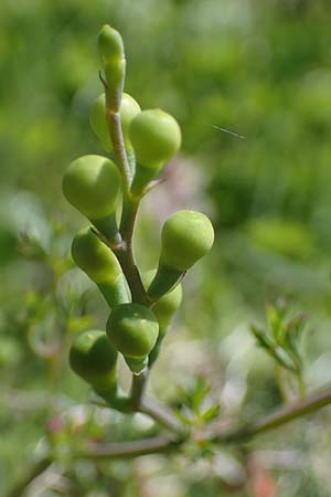 Fumaria macrocarpa \ Grofrchtiger Erdrauch / Large-Fruited Fumitory, Rhodos Archangelos 17.3.2023