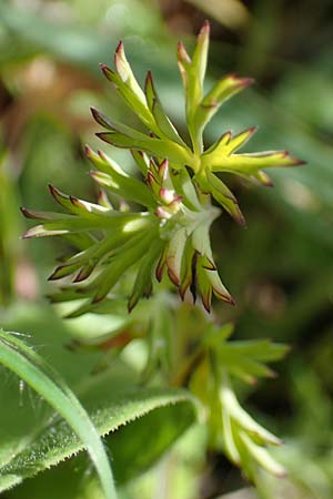 Fumaria macrocarpa \ Grofrchtiger Erdrauch / Large-Fruited Fumitory, Rhodos Archangelos 17.3.2023