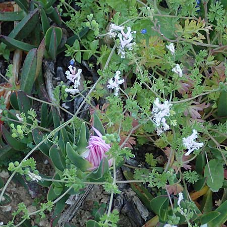 Fumaria macrocarpa \ Grofrchtiger Erdrauch / Large-Fruited Fumitory, Rhodos Lahania 25.3.2023