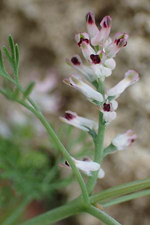 Fumaria parviflora \ Kleinbltiger Erdrauch / Fine-Leaved Fumitory, Rhodos Kamiros 22.3.2023