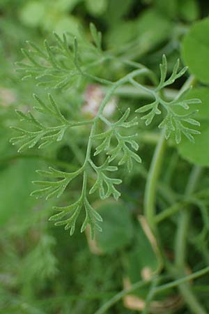 Fumaria parviflora \ Kleinbltiger Erdrauch / Fine-Leaved Fumitory, Rhodos Kamiros 22.3.2023