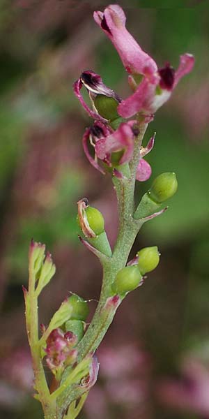 Fumaria parviflora \ Kleinbltiger Erdrauch / Fine-Leaved Fumitory, Rhodos Kamiros 22.3.2023