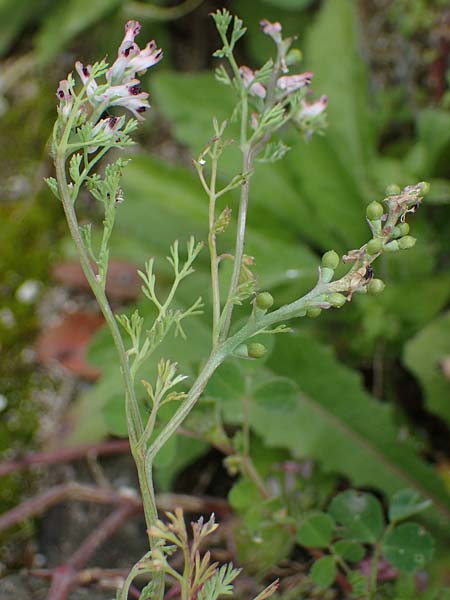 Fumaria parviflora \ Kleinbltiger Erdrauch / Fine-Leaved Fumitory, Rhodos Kamiros 22.3.2023