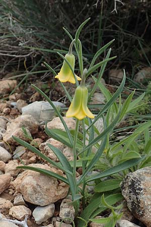 Fritillaria rhodia \ Rhodische Schachblume / Rhodian Fritillary, Rhodos Prasonisi 1.4.2019