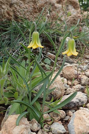 Fritillaria rhodia \ Rhodische Schachblume / Rhodian Fritillary, Rhodos Prasonisi 1.4.2019