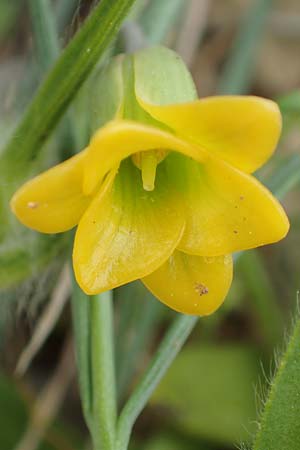 Fritillaria rhodia \ Rhodische Schachblume, Rhodos Prasonisi 1.4.2019