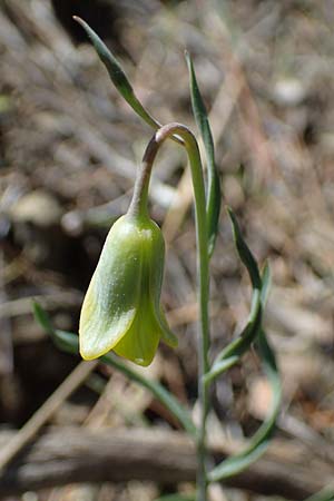 Fritillaria rhodia \ Rhodische Schachblume / Rhodian Fritillary, Rhodos Moni Artamiti 27.3.2023