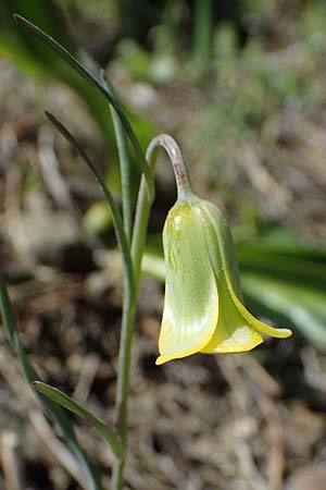 Fritillaria rhodia \ Rhodische Schachblume / Rhodian Fritillary, Rhodos Moni Artamiti 27.3.2023