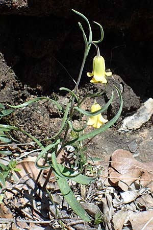 Fritillaria rhodia \ Rhodische Schachblume / Rhodian Fritillary, Rhodos Moni Artamiti 27.3.2023