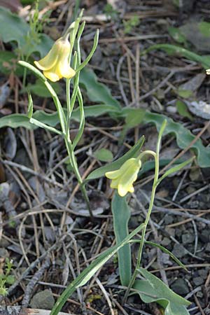 Fritillaria rhodia \ Rhodische Schachblume, Rhodos Moni Artamiti 27.3.2023