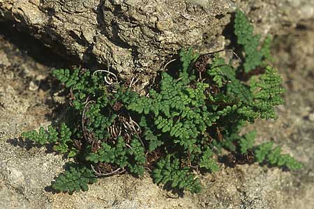 Oeosporangium pteridioides subsp. acrosticum \ Mauer-Pelzfarn, Mauer-Lippenfarn / Lip Fern, Rhodos Epta Piges 22.3.2005