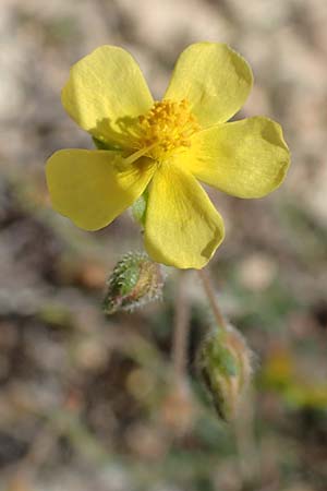 Fumana arabica \ Zwerg-Nadelrschen / Mediterranean Sun-Rose, Rhodos Prasonisi 26.3.2019