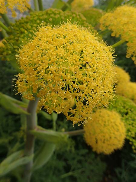 Ferula glauca \ Graugrnes Rutenkraut, Blaugrnes Steckenkraut / Bluish Giant Fennel, Rhodos Philerimos 29.3.2019