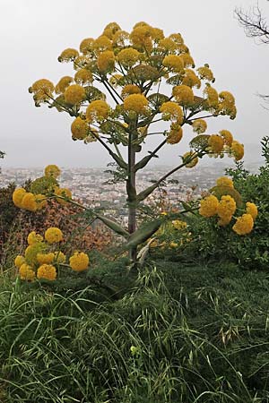 Ferula glauca \ Graugrnes Rutenkraut, Blaugrnes Steckenkraut / Bluish Giant Fennel, Rhodos Philerimos 29.3.2019