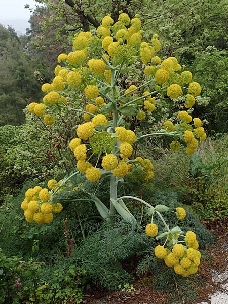 Ferula glauca \ Graugrnes Rutenkraut, Blaugrnes Steckenkraut / Bluish Giant Fennel, Rhodos Philerimos 29.3.2019