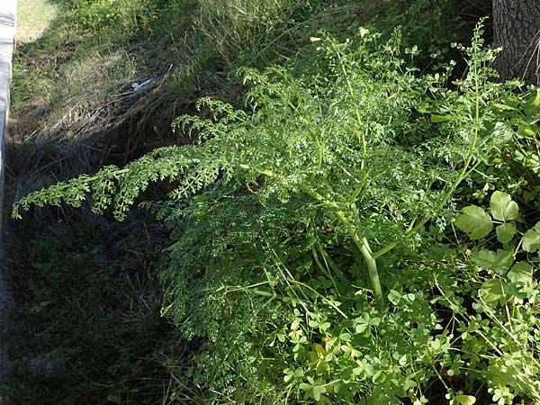 Ferula tingitana \ Tanger-Riesen-Fenchel / Tangier Giant Fennel, Rhodos Mount Smith 18.3.2023