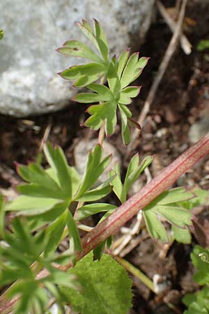 Fumaria macrocarpa \ Grofrchtiger Erdrauch, Rhodos Vati 5.4.2019